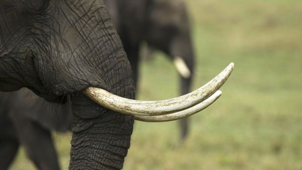 யானை தந்தம் ஏன் மிகவும் விலை உயர்ந்தது.. கோடிகளை கொட்டி கொடுத்து வாங்குவது ஏன் தெரியுமா?