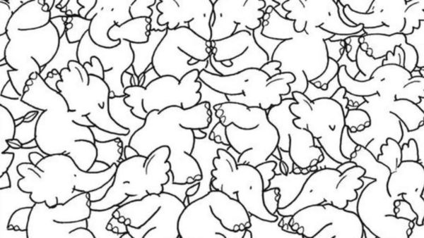 யானைகளுக்கு நடுவே மறைந்து இருக்கும் 