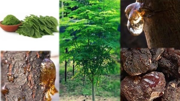 முருங்கை பிசின்.. இயற்கையின் தங்க பஸ்பம்.. ஆண்மை கோளாறை போக்கும் முருங்கை பிசின் பொடி.. இதென்ன ஜெல்?