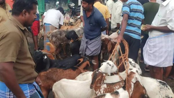 விர்னு ஏறிய 