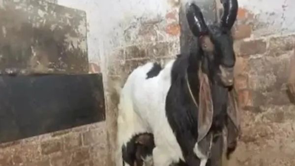 ஆட்டின் உடலில் 