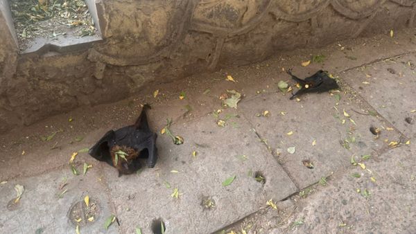 இதெல்லாம் அழிவிற்கான அறிகுறி! தாங்க முடியாத வெயிலுக்கு இடையே நடந்த ஷாக் சம்பவம்! உடம்பே சிலிர்க்குதே