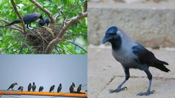 இந்திய காகங்களை குறிவைத்து கொல்லும் நாடு.. காரணத்தை கேட்டால் ஆச்சரியப்படுவீங்க.. இப்படி கூட நடக்குமா