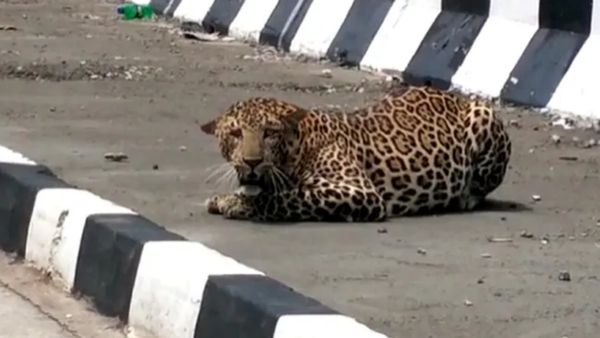 பக்கத்திலேயே பதுங்கிய சிறுத்தை.. காரில் 6 மணிநேரம் தவித்த 5 பேர்.. திக்திக் திருப்பத்தூர்