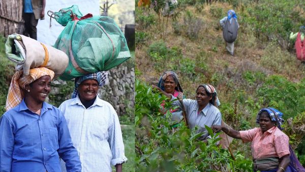 மாஞ்சோலை தொழிலாளர்கள் குடியிருப்பை காலி செய்ய வேண்டாம்! தனியார் எஸ்டேட் நிறுவனம் சுற்றறிக்கை