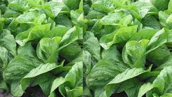 விந்தணு உற்பத்தி.. சிறுநீரகம், கல்லீரலை காக்கும் காசினி கீரை.. நீரிழிவு நோயாளி காசினியை விடக்கூடாது