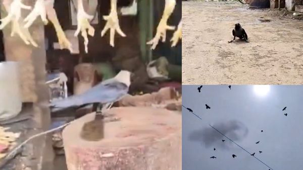 மட்டன் கடையில் அதென்ன 