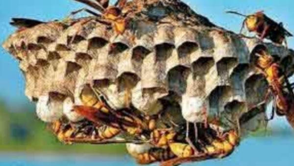 குளவிகள் வீட்டில் கூடு கட்டியிருக்கா? குளவி கூடு கட்டினால் நல்லதா? கெட்டதா? அடேங்கப்பா இவ்ளோ இருக்கா