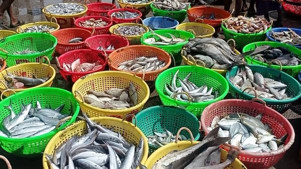 ஷீலாவோடு சங்கராவை அள்ளிய ஜனம்.. வஞ்சித்த வஞ்சிரம்.. ராமநாதபுரத்தில் ரக ரகமாக துள்ளிய மீன்கள்.. குஷி