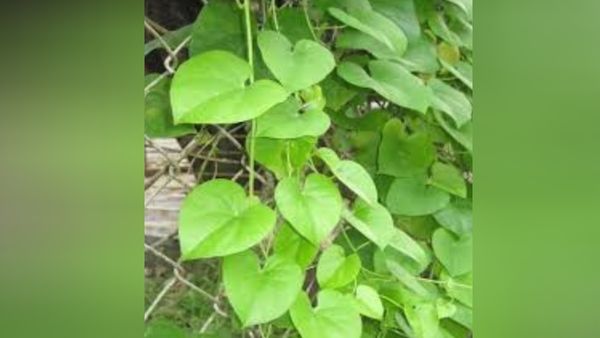 கல்லீரல் காக்கும் கற்பகவிருட்சம் அமிர்தவல்லி இலை.. இதய நோயாளிகளின் அருமருந்தாகும் சீந்தில் இலைகள்