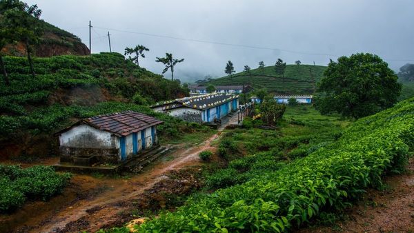 மாஞ்சோலையை தனியார் நிறுவனங்களுக்கு குத்தகைக்கு வழங்க தடை கோரி வழக்கு.. ஐகோர்ட் முக்கிய உத்தரவு