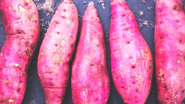 அசத்தல் சர்க்கரைவள்ளி கிழங்கு.. கொலஸ்ட்ரால், கேன்சரை தடுத்து.. உள்ளுறுப்புகளை கிளீன் பண்ணும் கிழங்கு