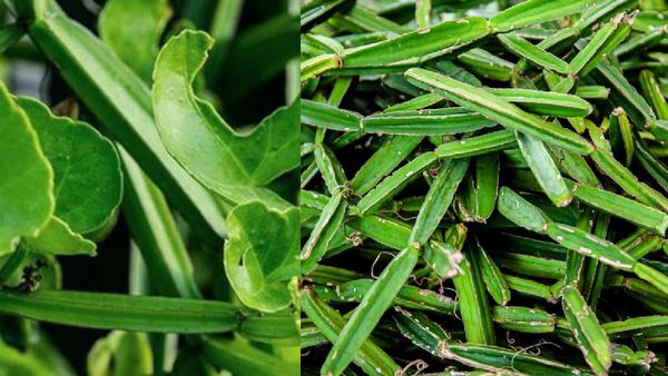 பிரண்டை.. கெட்ட கொழுப்பை கரைக்கும்.. உடைந்த எலும்பை இணைக்கும்.. யாரெல்லாம் பிரண்டை சாப்பிடக் கூடாது?