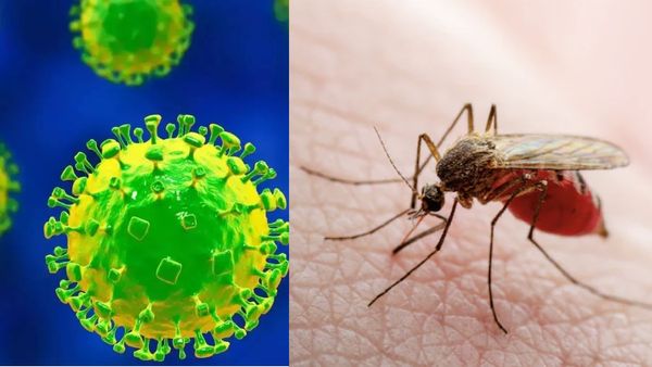 மர்மமா இருக்கே! பிரேசிலை அலறவிடும் ஓரோபூச்சே வைரஸ்! அடுத்தடுத்து இருவர் பலி- கிளம்பிய அடுத்த கொரோனா?