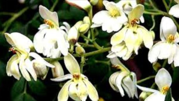 மூளை செல்கள்.. குழந்தைகளின் ஞாபக சக்தியை அதிகரிக்க உதவும் முருங்கை பூக்கள்.. பெஸ்ட் உணவுகள், சூப்கள்