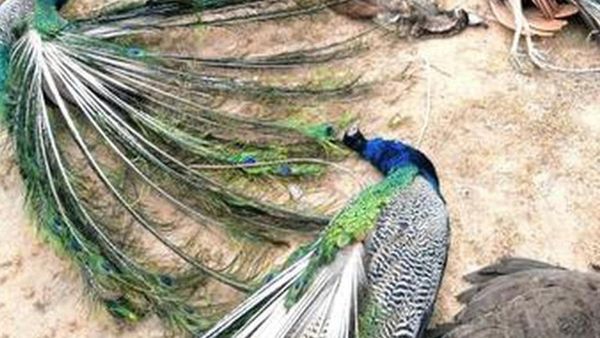 6 ஆடுகள்.. பக்கத்திலேயே மயில் பிரியாணி.. கோவை முருகன் கோயில் நிலத்தில் அந்த காட்சி? கோயம்புத்தூரிலா?