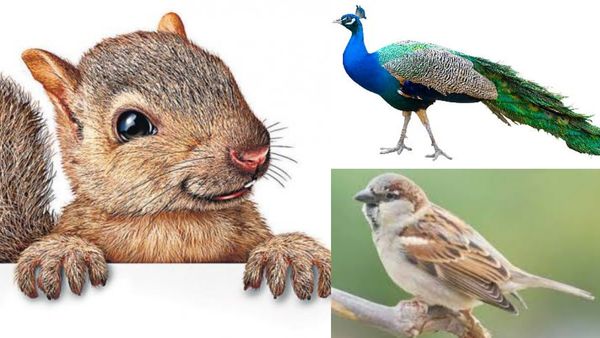 இந்த பறவை உங்க வீட்டிற்குள் வந்தால் நல்லது.. காகம், அணில் வருதா? புறாக்கள் கூடு கட்டுதா? அட சூப்பர்