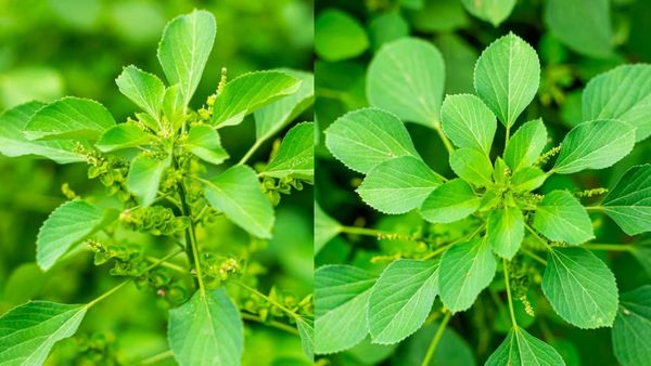 மினுமினு மேனி ஆரோக்கியத்துக்கு குப்பைமேனி.. சொத்தை பல் முதல் குடல் புண் வரை ஓட்டும் குப்பைமேனி தழை