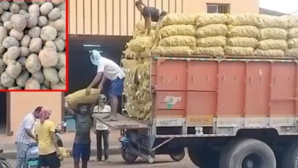 பஞ்சாப்பில் இருந்து 'உருளைக்கிழங்கு' இறக்குமதி செய்யும் ஒடிஷா பாஜக அரசு- தவிக்க விடுதே மமதா மாநிலம்!