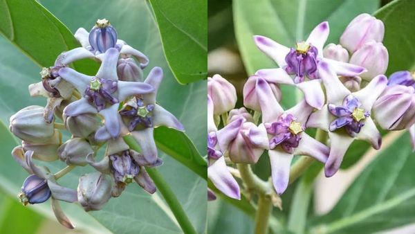 வெள்ளெருக்கு செடியை வீட்டில் வளர்க்கலாமா? எருக்கஞ்செடியில் இத்தனை அதிசயமா? எருக்கம் பூக்களின் மகிமை