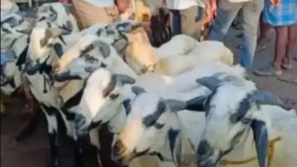 திண்டுக்கல்லு திண்டுக்கல்லு.. 1 ஆடு இம்புட்டா? ரூ.6500க்கு மாட்டு வண்டியில் ஏறிய செம்மறி ஆடு.. ஹேப்பி