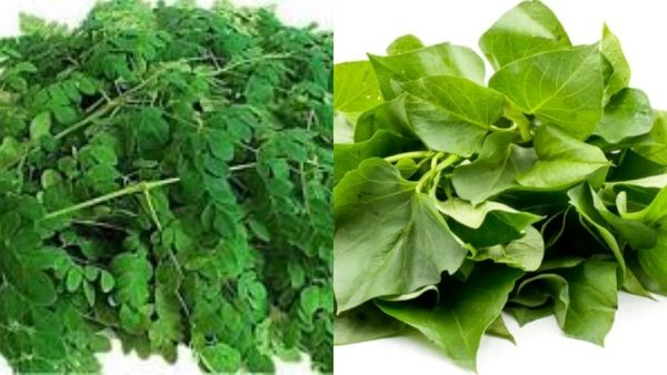 சேப்பங்கிழங்கு இலையை இப்படி சாப்பிட்டாலே சர்க்கரை நோய் ஓடிரும்.. டிட்டோ முருங்கைக்கீரையே.. சூப்பர்