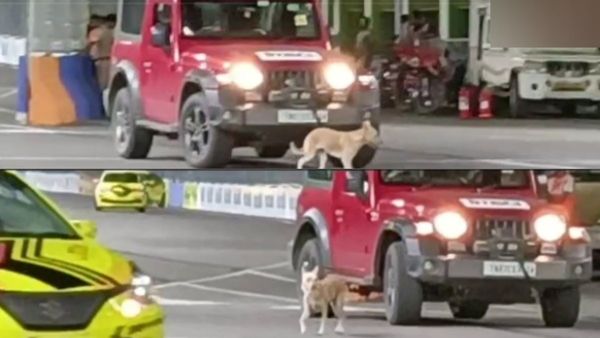 இங்க தான் ரேஸ் நடக்குதா? பார்வையாளராய் ட்ராக்குக்குள் வந்த பைரவர்! படாரென ப்ரேக் போட்ட கார்கள்.!