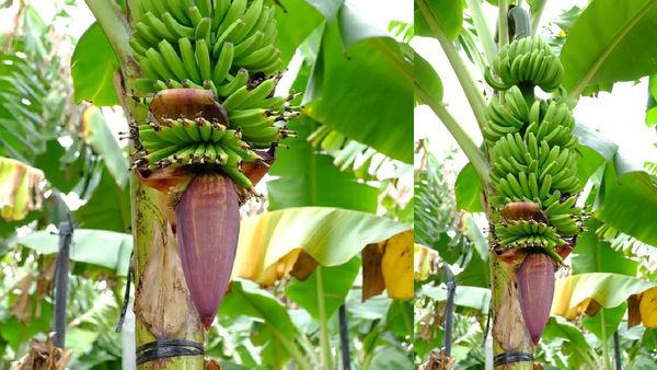 வாழை மரத்தை வணங்குவது ஏன்? வியாழனுக்கும் - வாழைக்கும் சம்பந்தம்? அடேங்கப்பா பெண்ணுக்கு இவ்ளோ நன்மையா