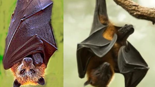 வவ்வால் வீட்டுக்குள் வந்துவிட்டதா? தலையில் வௌவால் அடித்தால் என்ன அர்த்தம்? உடனே இதை செய்துடுங்க