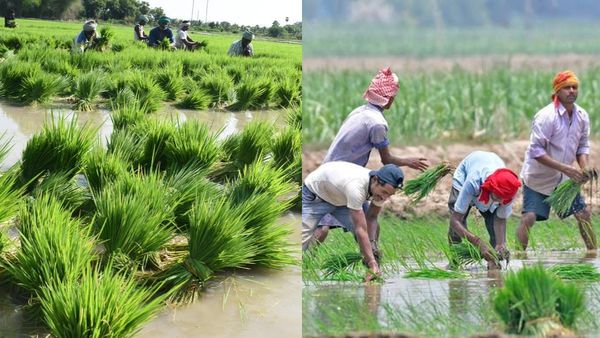அடுத்த வாரம் ராஜஸ்தான்ல இருந்து எங்க மாமா வராரு.. டெல்டா விளை நிலங்களிலும் புலம்பெயர் தொழிலாளிகள்