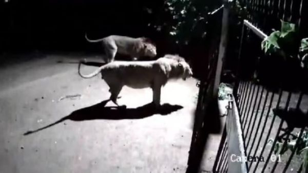 சிங்கமும் நாயும் சண்டை போட்டுக் கொண்டால் யார் ஜெயிப்பார்கள்? குஜராத்தில் நடந்ததை பாருங்கள்