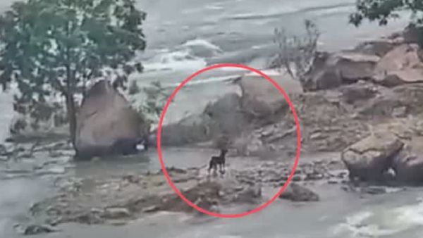 மேட்டூரில் தண்ணீருக்கு நடுவே சிக்கிய நாய்.. மனம் பொறுக்காமல் ஐகோர்ட்டுக்கு ஓடிய நபர்.. பரபர வாதம்!