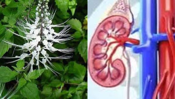 பூனை மீசை செடி.. கிட்னி ஃபெயிலியர் வரவே வராது.. 1 கைப்பிடி மூலிகை போதும்.. உள்ளுறுப்புகள் பலம்பெறும்