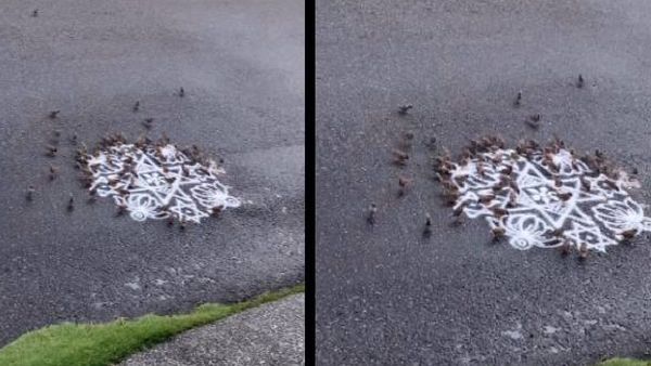 வாசலில் போட்ட அரிசி மாவு கோலம்.. நொடியில் குழுமிய சிட்டுக்குருவிகள்.. என்னாச்சு தெரியுமா? ஆஹா அருமை