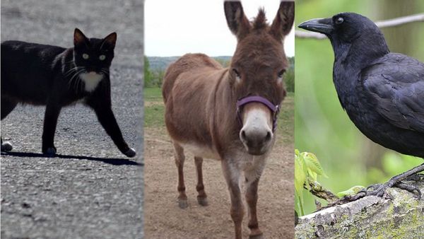 வர்றாரா பால்காரர்? நாய் குறுக்கே ஓடுதா? எது நல்ல சகுனம், கெட்ட சகுனம் தெரியுமா? அடடே இதுல இவ்ளோ இருக்கா?