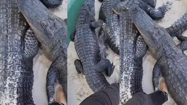 முதலை கிட்ட கூலாக நெருங்கி போறாரே இந்த ஹீரோ.. அதுவும் வெறும் காலுடன்.. யாருன்னு பாருங்க.. உதறுதே