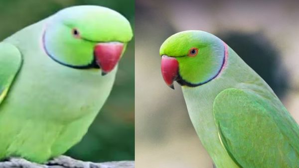 கிளிகளை வீட்டில் வளர்க்கலாமா? இந்த திசையில் கிளியை வைக்கணுமாம்..பச்சை கிளியின் சூப்பர் வாஸ்து டிப்ஸ்