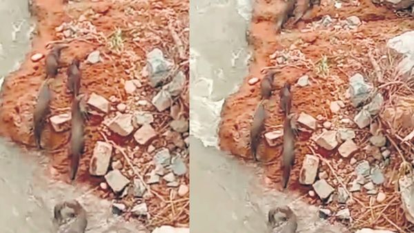 காவிரி கரையில் அதென்ன உருவம்? பார்க்கவே வித்தியாசமா இருக்கே.. பவானி ஆற்றில் அது பாட்டுக்கு நடக்குது