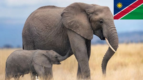 தாண்டவமாடும் வறட்சி.. பசியால் வாடும் மக்கள்.. யானைகளை கொல்ல திட்டம்.. எந்த நாட்டில் தெரியுமா?