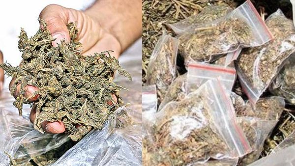 பொத்தேரி தனியார் கல்லூரி விடுதிகளில் கஞ்சா புழக்கம்! போலீஸார் ரெய்டில் 30 மாணவர்கள் கைது