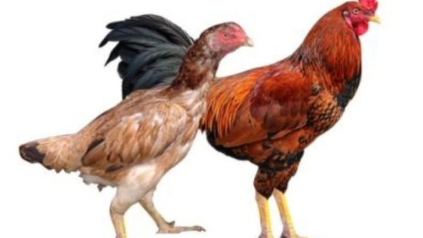 மட்டனை விட பெஸ்ட் நாட்டுக்கோழி.. கேன்சர் முதல் சுவாச கோளாறு வரை விரட்டும் சூப்பரான நாட்டுக்கோழி சாறு