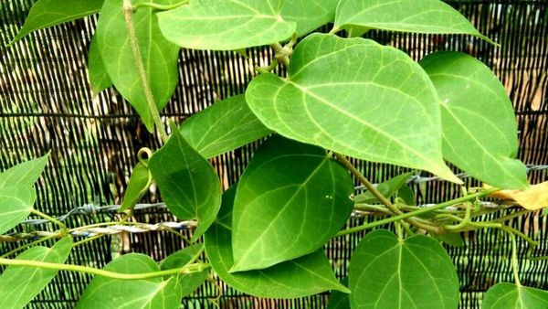 சிறுகுறிஞ்சா.. தொங்கும் ஊளைச்சதையை குறைக்கும்.. நீரிழிவு நோயாளி சிறுகுறிஞ்சான் இலை சாப்பிடலாமா? செம