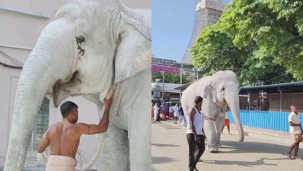 வெள்ளையாய் மாறிய யானை தெய்வானை! ஆச்சர்யமாய் பார்த்த திருச்செந்தூர் முருக பக்தர்கள்! இதுதான் விஷயம்! 