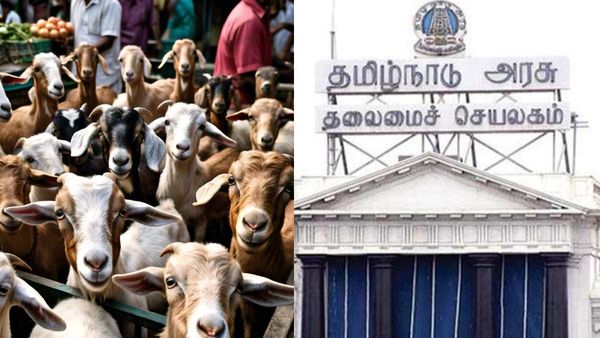 ஆடுகள் வாங்கணுமா? தமிழக அரசு தரும் ரூ 15 ஆயிரம் மானியம்! சூப்பரப்பு!