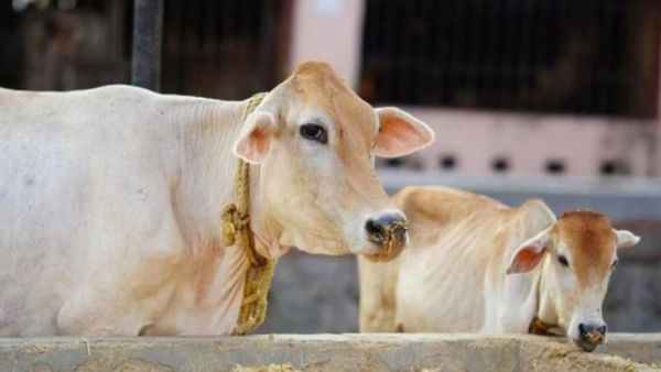 பசுமாடு இனிமே 'ராஜமாதா' என கருதப்படும்! மகாராஷ்டிரா அரசு அதிகாரப்பூர்வமாக அறிவிப்பு
