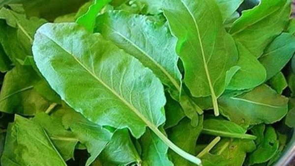 எலும்பு தேய்மானம், மூட்டுவலி நீங்க.. ஆர்த்ரைடிஸ் குறைய.. சுக்கான் இலை.. கல்லீரல் பலம் பெற சுக்காங்கீரை