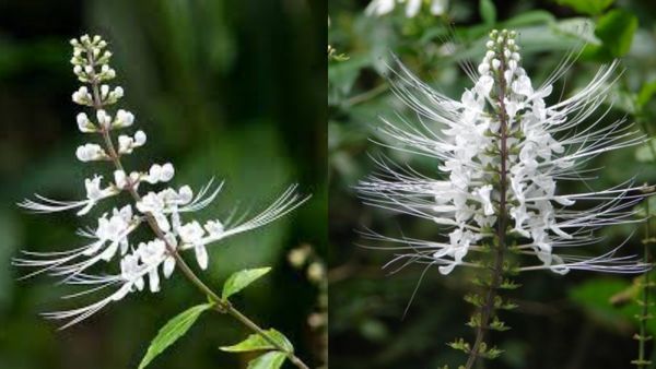 பூனை மீசை மூலிகை.. ரத்த சுத்திகரிப்பு, பிளட் பிரஷர் நீங்க.. இந்த ஒரு டீ போதுமே.. பலே பூனை மீசை செடி