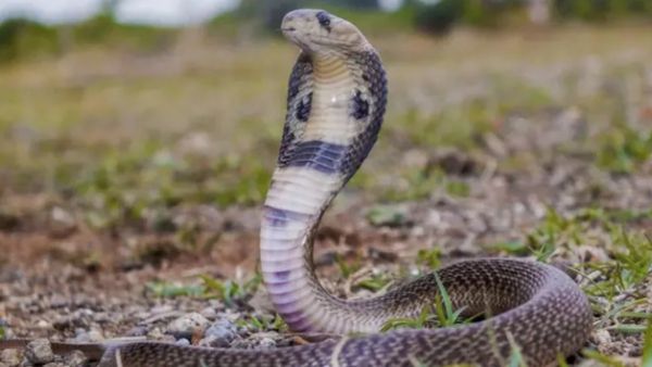 சுருட்டை விரியனும் கண்ணாடி விரியனும் கடித்தால் என்ன நடக்கும்? பாம்பு கடித்தால் செய்ய கூடாதவை எவை?