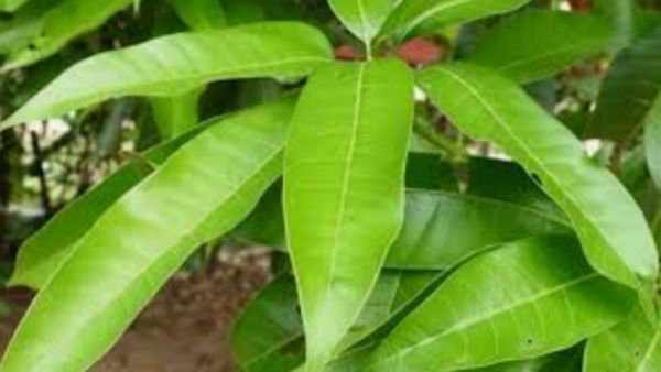 சர்க்கரை வியாதிக்கு மாங்கொழுந்து போதுமே.. புற்றுநோயை கூட தடுக்கும் மாவிலை நீர்.. பெஸ்ட் மா இலை டீ