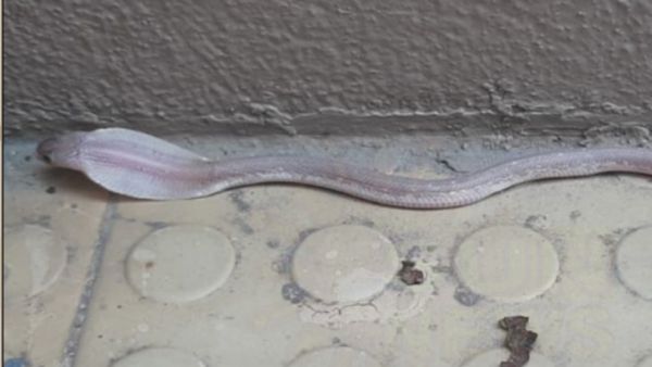 ஆச்சரியம்+அச்சத்தில் உறைந்த கோவை! அதென்ன வெள்ளை கலர்ல? ரொம்பவே அரிதாம்.. நீங்களே பாருங்க